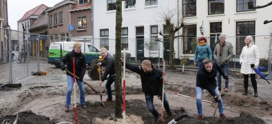 Nieuwe Beatrixboom in historisch Harderwijk